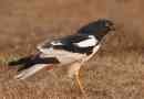 Lun pyi